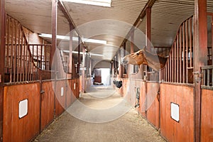 Horse in a stable photo