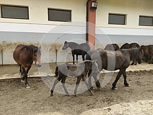 horse stable, mare with her foal