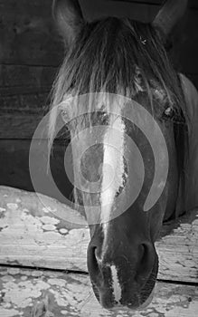 Horse in stable at morning black and white