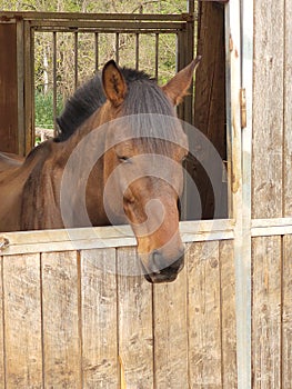 Horse  stable nature photo