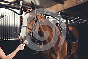 Horse in stable ready for training. Equestrian theme