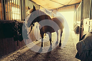 Horse in stable photo