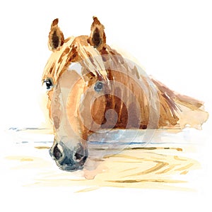 Horse in Stable Watercolor Animal Illustration Hand Painted photo