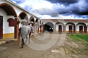 Horse in stable yard