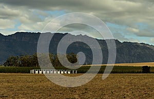 Horse stables in grasslands in the Western Cape of South Africa