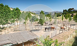 Horse Stables, Ronda, Andalucia, Spain photo