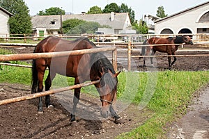 Horse in stabling