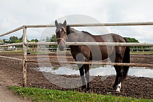 Horse in stabling