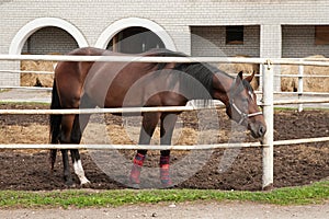 Horse in stabling