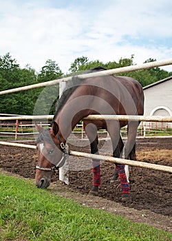 Horse in stabling