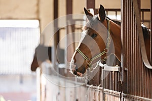 Horse in a stall