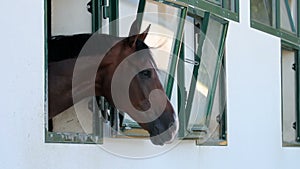 horse in stall loking through window