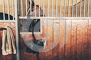 Horse in stall with tack