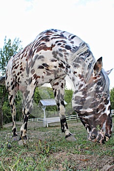 horse stallion appaloosa