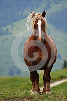 Horse Stallion with the blonde mane agitated by the wind