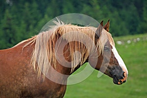 Horse Stallion with the blonde mane agitated by the wind