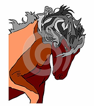 Horse stallion on a white background