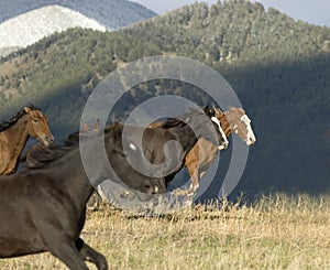 Horse stampede