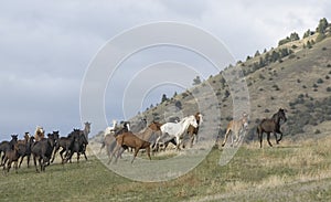Horse stampede