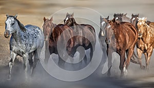 Horse Stampede Along a Dusty Meadow