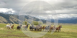 Horse stampede in foothills of Montana mountains