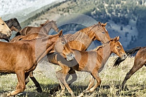 Horse stampede in Montana foothills