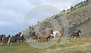 Horse stampede on Montana horse ranch