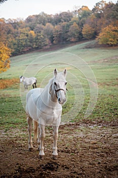 Horse standing alone  in a meadow