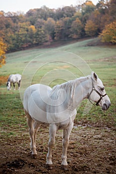 Horse standing alone  in a meadow