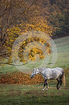 Horse standing alone  in a meadow