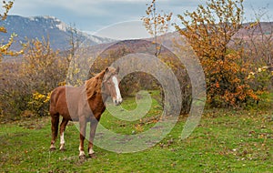 Horse standing on autumnal pasture located in Crimean mountains