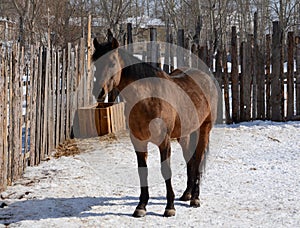 The horse, standing in the corral