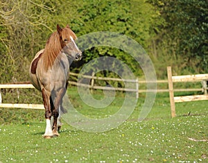 A horse standing in field