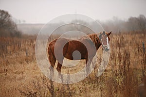 A horse standing in a field