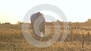 A horse standing in a field on a chain.