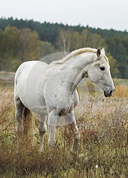 horse standing in a field on a dry grass in the autumn
