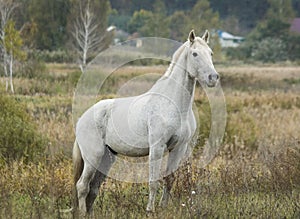 Horse standing in a field on a dry grass in the autumn