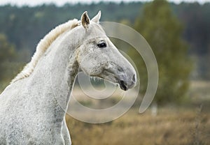 Horse standing in a field on a dry grass in the autumn