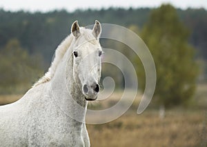 Horse standing in a field on a dry grass in the autumn