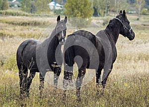 Horse standing in a field on a dry grass in the autumn