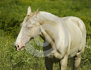 horse standing in a field on the green grass