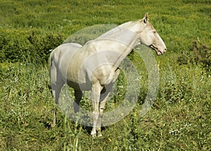 horse standing in a field on the green grass