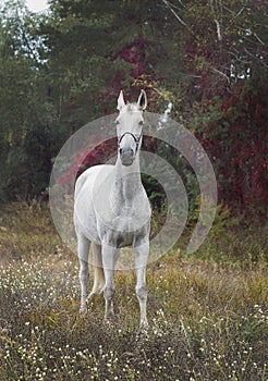 Horse standing in the forest on the green grass near the trees