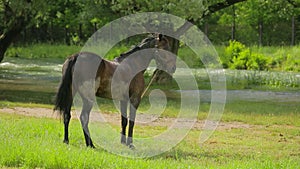 The horse is standing on the grass