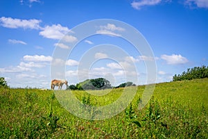 Horse standing on a green field