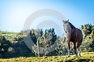 A horse standing in a green filed