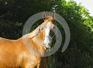 horse standing in the green forest on fresh grass