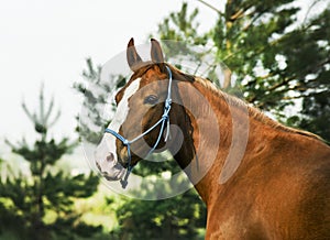 Horse standing in the green forest on fresh grass