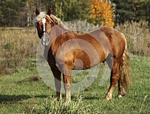 Horse standing on green grass against a background of autumn forest