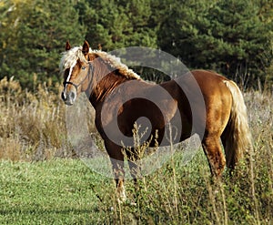 Horse standing on green grass against a background of autumn forest